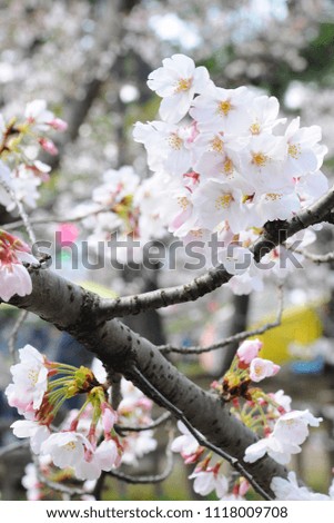 Beautiful Cherry Blossoms around Kokura Castle in Kyushu, Japan