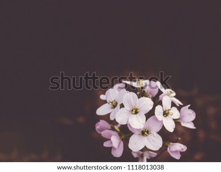 light pink flowers on dark background