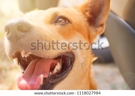 Thai dog smile.