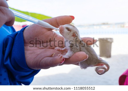 Picture of lovely pet rodent during feeding milk by human, pet owner