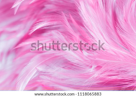 Pink bird and chicken feathers in soft and blur style for the background