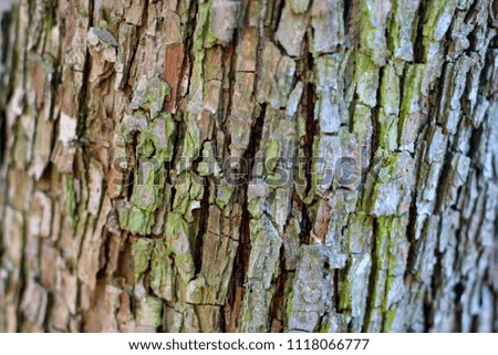 Embossed texture of brown bark of tree, background. Detail natural wood