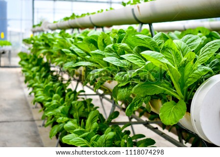 organic vertical farming Royalty-Free Stock Photo #1118074298