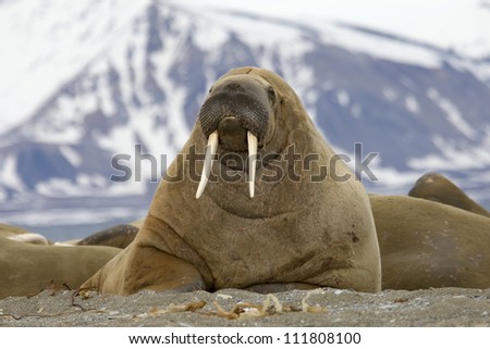 A walrus, closeup