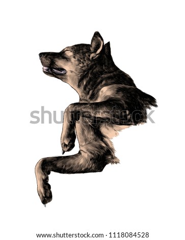 The dog raised face with eyes closed and legs bent in a pose of relaxation, sketch vector graphics color illustration on white background
