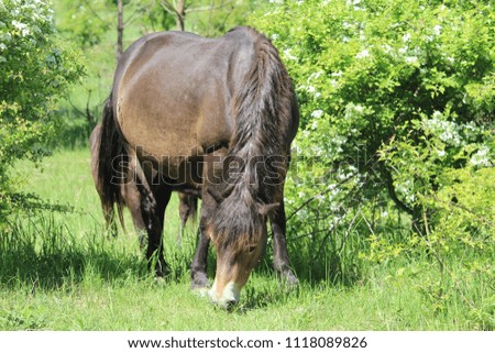 horse, animal, horse wallpaper, grass, nature, horse background