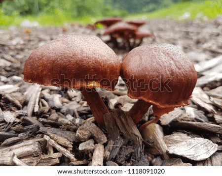 Wild mushroom picture