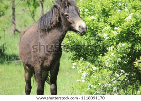 horse, animal wallpaper, horse background, nature, animal