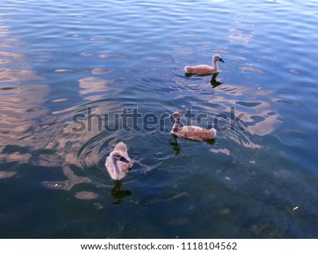 young baby swans
