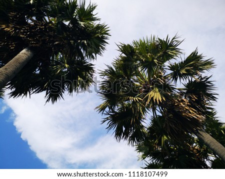 blue sky with sugar palm tree on summertime for background usage