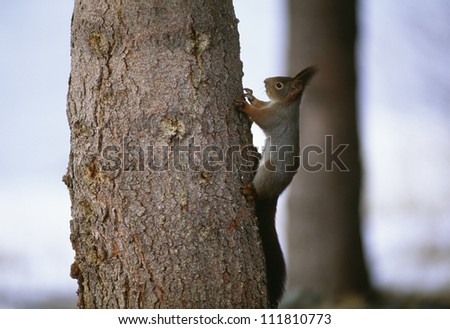 Red squirrel climbing the tree