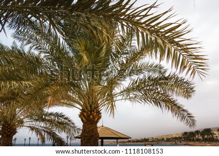 Palm trees with green grass and cloudy sky background