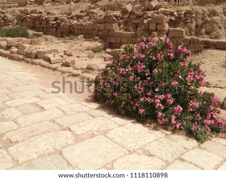 The blooming oleander near the paved road and the ruins of houses in the ancient city Petra, Jordan. The weather is sunny and hot.