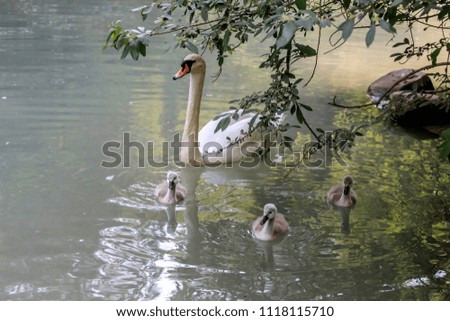 family concept, royal swans with three chicks on the pond