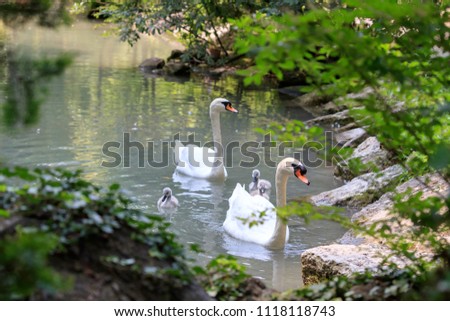 happy family concept, The mute swan (Cygnus olor) with three chicks on the pond