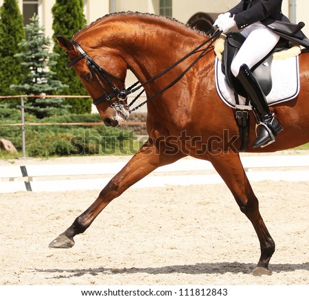 dressage horse and rider Royalty-Free Stock Photo #111812843