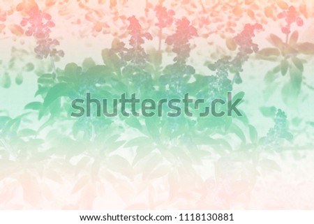 Abstract floral background and soft focus. ,Colorful background.