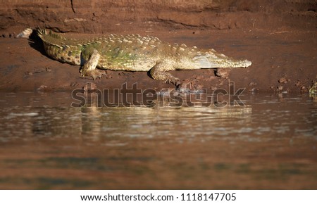 Low angle photo of huge American crocodile, Crocodylus acutus, relaxing on muddy river bank. Old crocodile with marks of green algae on the back in its natural environment. Rio Tarcoles, Costa Rica.