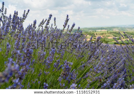 Picture of lavender flowers on field at sunlight and blue sky (Selective focus)