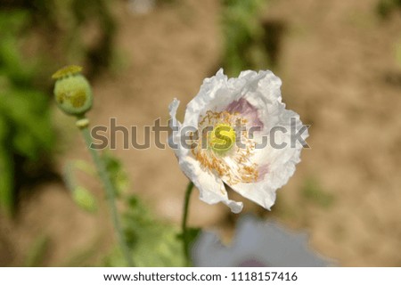 white blooming poppy close up 