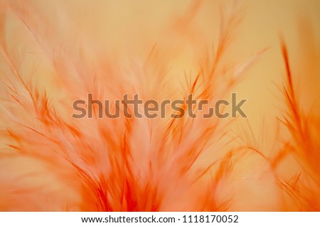 Abstract picture with macro of feather.