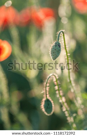 Bud of closed red poppy flower on green background. Soft focus. Close up.