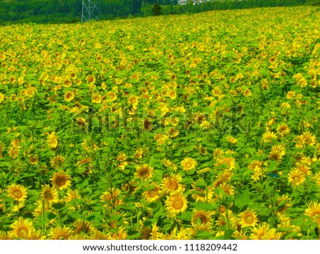 Sunflower town sunflower