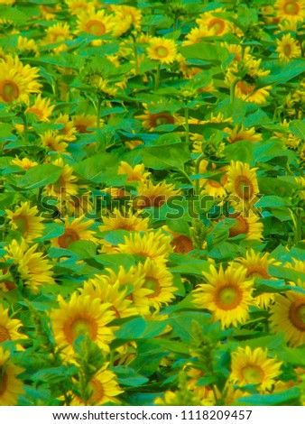 Sunflower town sunflower