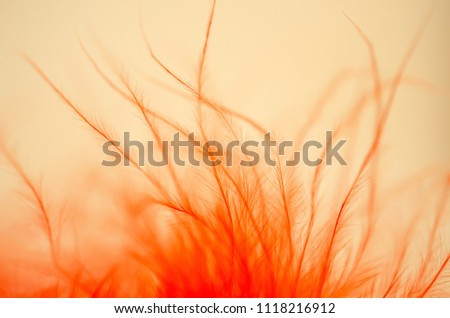 Abstract picture with macro of feather.