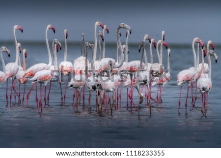 This picture of Flamingos is taken at Nalsarovar Lake in Gujarat , India.