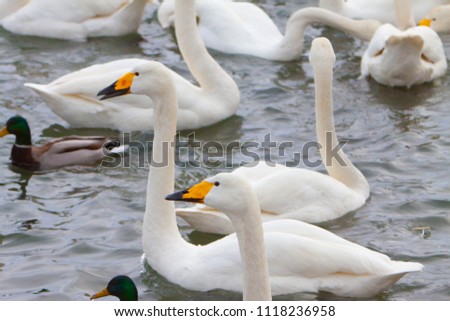 Swans and ducks in Lake Taufuzu