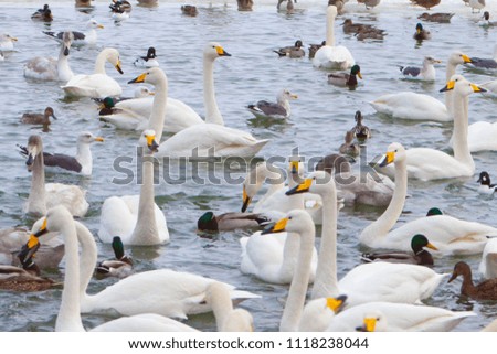 Swans and ducks in Lake Taufuzu