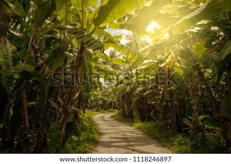 Banana grove. Jungle.Tropical alley. The Palm path. Sunbeam. Sunshine. The sunny road. Pretty view.