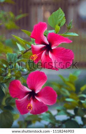 Large pink flowers. Hibiscus flowers or sudanese rose. Garden of Eden. You can enjoy forever. Maldives Island. Maldive. Summer. White sand and blue water