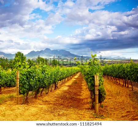 Picture of winery garden, blue sky, beautiful agricultural landscape, harvest season, grapes valley, field of fresh ripe fruit, vineyard industry, rural scenic nature, plantation viticulture