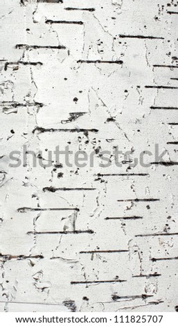 the texture of white birch bark Royalty-Free Stock Photo #111825707