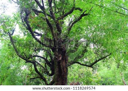 Very old age and large tree with strange shape at pangoung thailand, vertical picture closeup white sky background, good environment concept