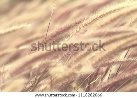 Grass flowers on a vintage background.
