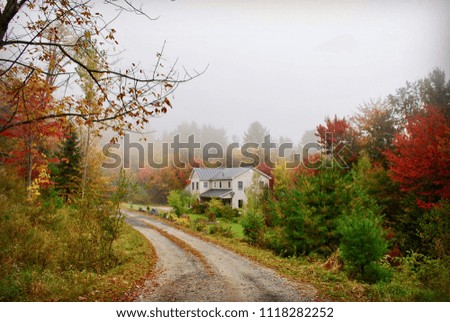 Foliage in Vermont
