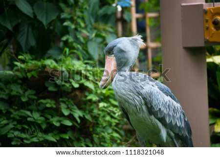 Shoebill in a zoo