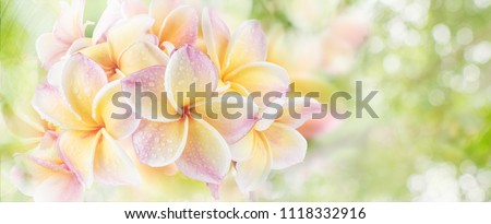 Panorama of blossoming Frangipani flower with color filter on soft pastel color in blur style for banner or cards background. Spring landscape of pink Plumeria flower. Bright colorful spring flowers