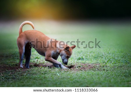 A good homeless dog is digging the ground.