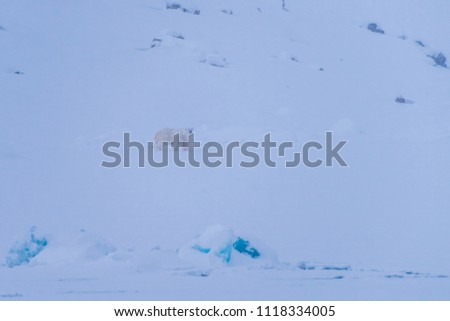  norway landscape nature white bear glacier  on an ice floe  of Spitsbergen Longyearbyen  Svalbard   arctic winter  polar sunshine day  sky