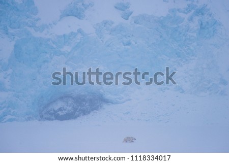  norway landscape nature white bear glacier  on an ice floe  of Spitsbergen Longyearbyen  Svalbard   arctic winter  polar sunshine day  sky