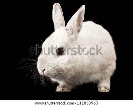 White rabbit isolated on a black background