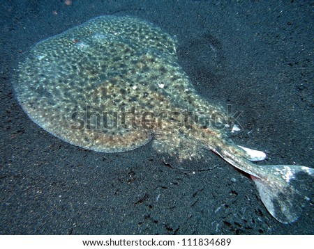 Marbled Electric Ray - Leopard Torpedo Ray- Torpedo panthera La Palma - Canary Islands - underwater shot Royalty-Free Stock Photo #111834689