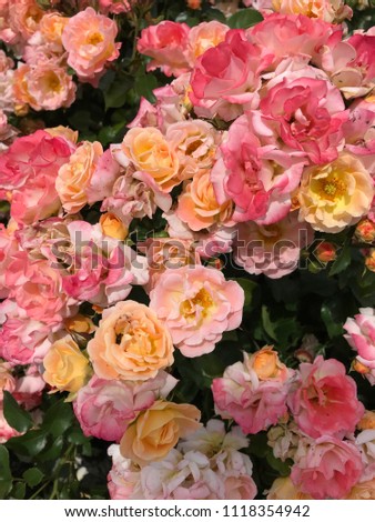 Multicolored rose bushes with full blooms of white peach, yellow and shades of pink, like gorgeous ombré or sherbet colors. Reminiscent of fairy tales, romance, weddings maybe.....