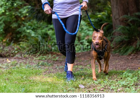 Close up of baby boomer adult woman, purple shirt and black pants, running on a trail in the woods with her energetic dog on harness and leash
 Royalty-Free Stock Photo #1118356913