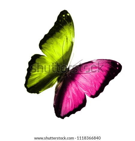 Butterfly with colored wings isolated on white background