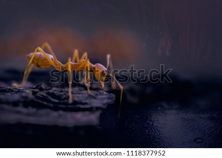 Picture concept overcome fear using the Ants walking crossing the water with dark background. Copy space